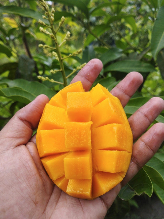 Mango benefits