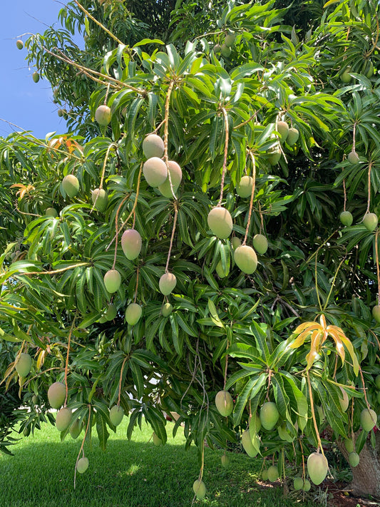 Naturally ripened Ratol mangoes in a wooden basket grown at ASD Orchards, available for home delivery