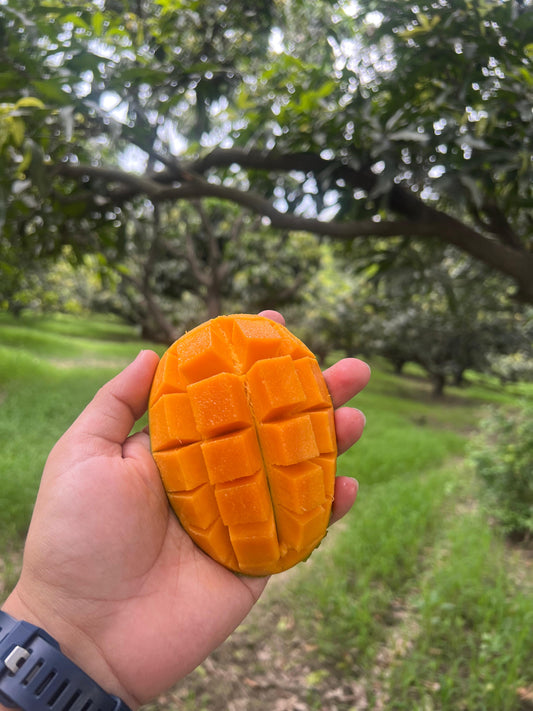 Golden Cubes of Summer – A Slice of Orchard Life 🍋☀️