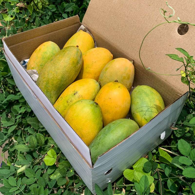 Comparison of naturally ripened mango and chemically ripened mango showing color and texture differences