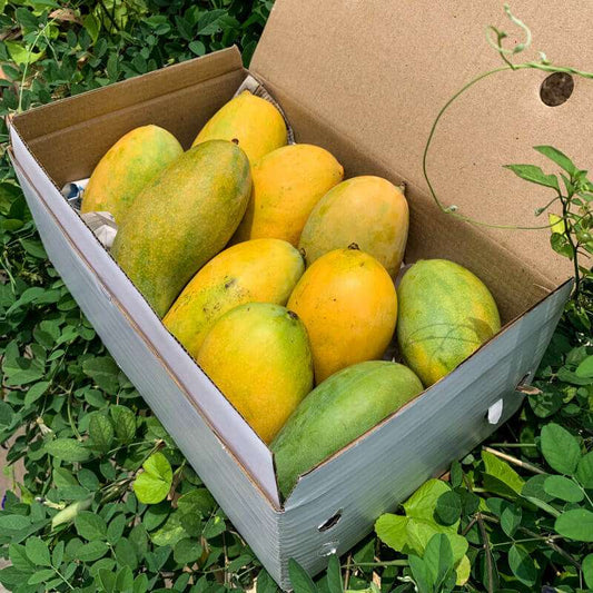 Comparison of naturally ripened mango and chemically ripened mango showing color and texture differences