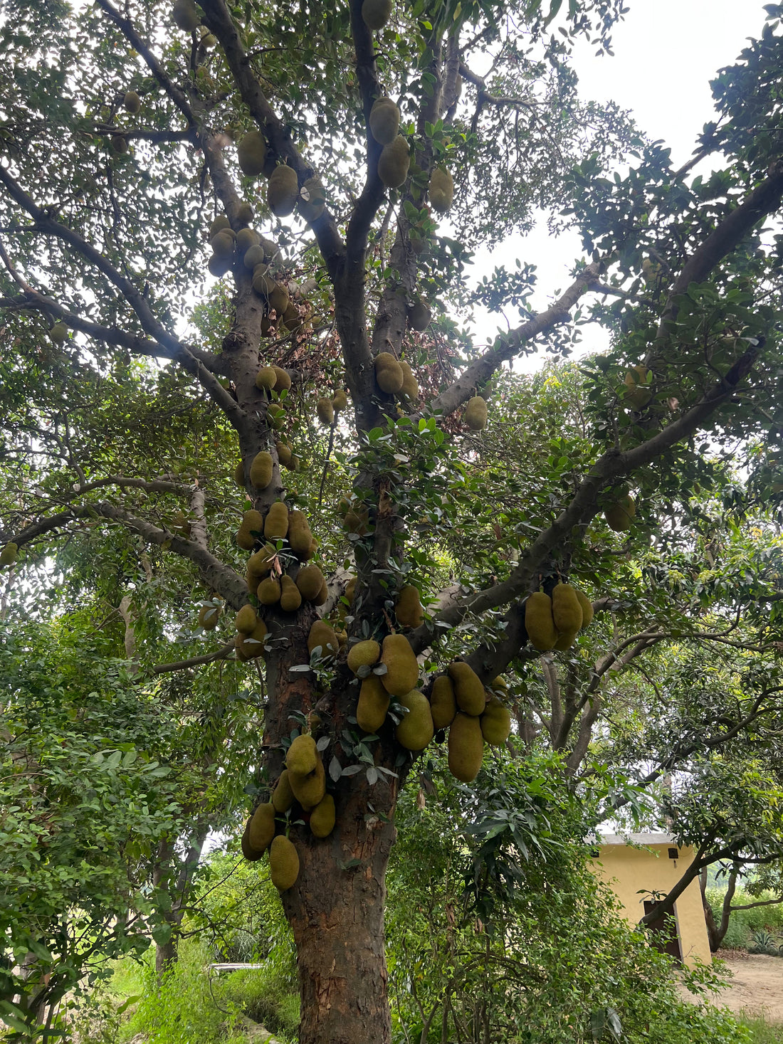 The King of Summer: Jackfruit Harvest at ASD Orchards