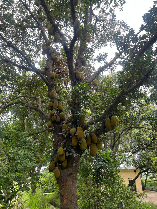 The King of Summer: Jackfruit Harvest at ASD Orchards