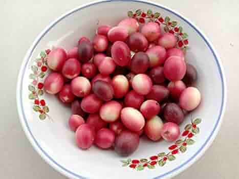 Karonda (Carissa Carandas) – Tangy, Wild & Healthy - ASD Orchards