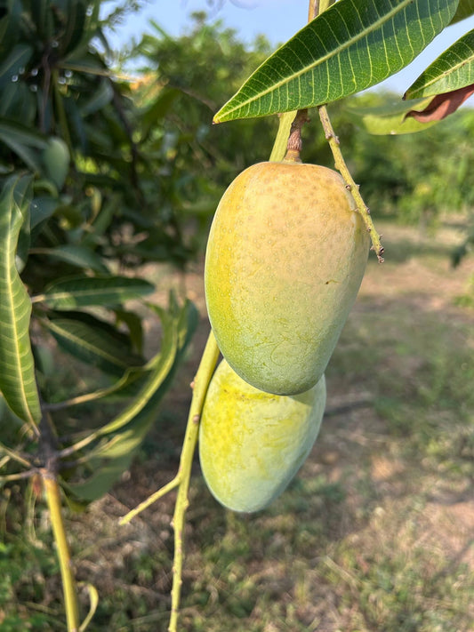 Chausa Mango fresh from Farm Order Amazon