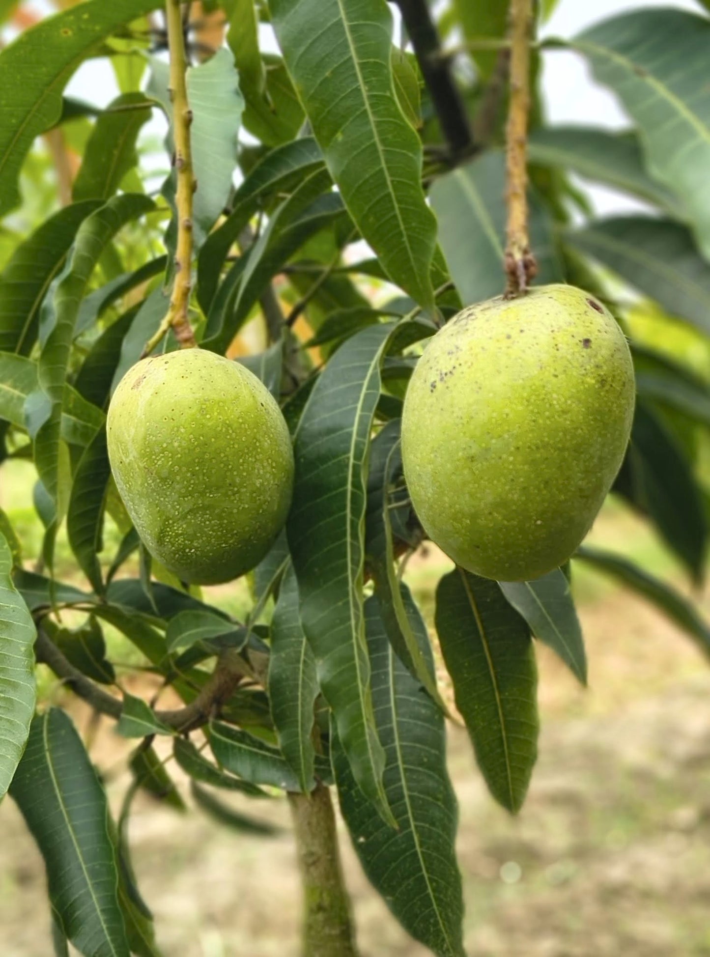 Fram fresh Ratol Mango ASD Orchards
