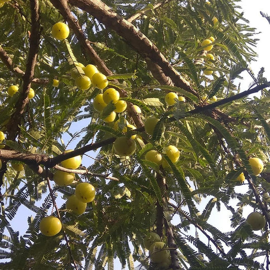 Amla farm fresh buy now