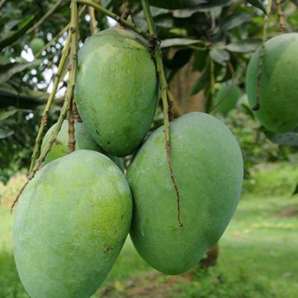 Chausa Mango – Naturally Ripened, Farm-Fresh & Carbide-Free