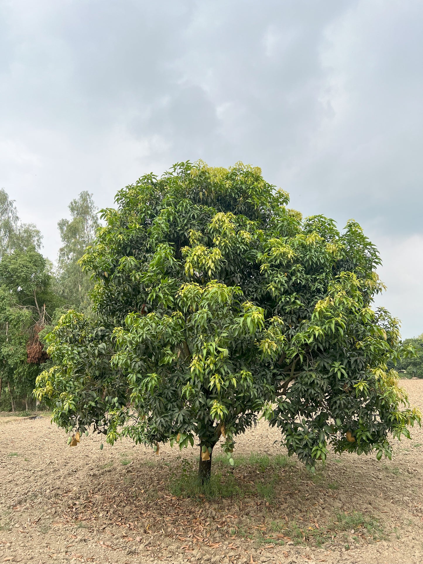 Naturally Ripped Ratol Mango straight from Farm