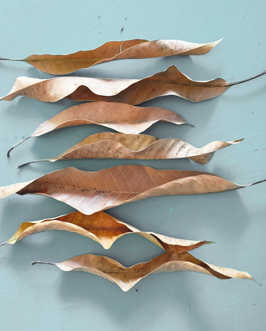 Dry mango leaves