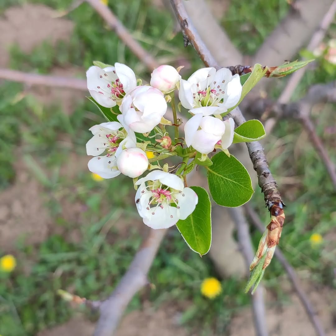 Pears – Crisp, Refreshing & Naturally Grown - ASD Orchards