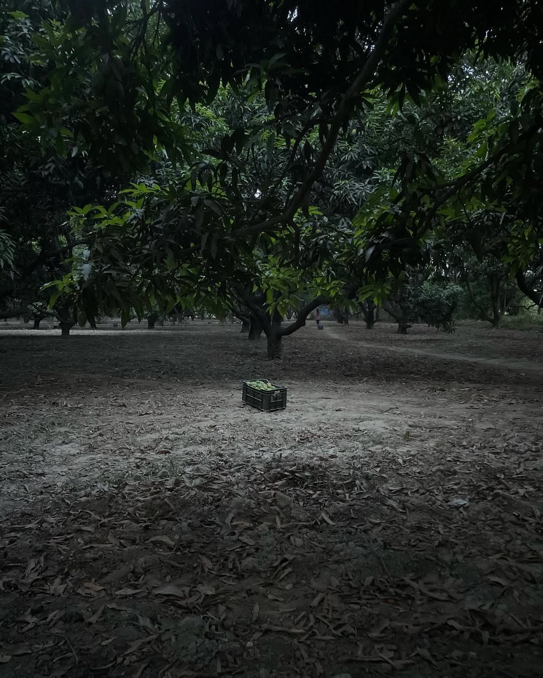 A farmer selecting the best mangoes for quality assurance at ASD Orchards