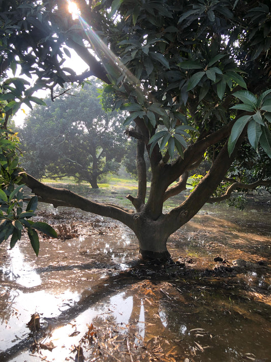 mango wood from farm near Delhi