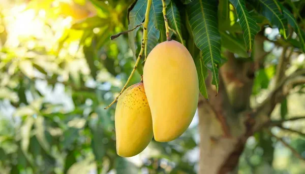 Amrapali Mango – Deep Orange, Compact & Flavourful (Pre-Book Now) - ASD Orchards