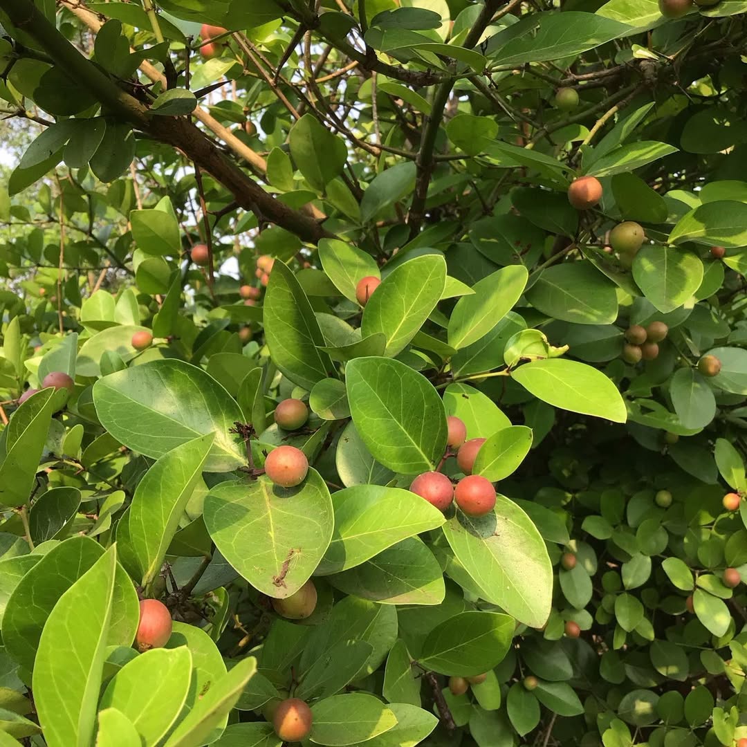 Tasty natural karonda from farm