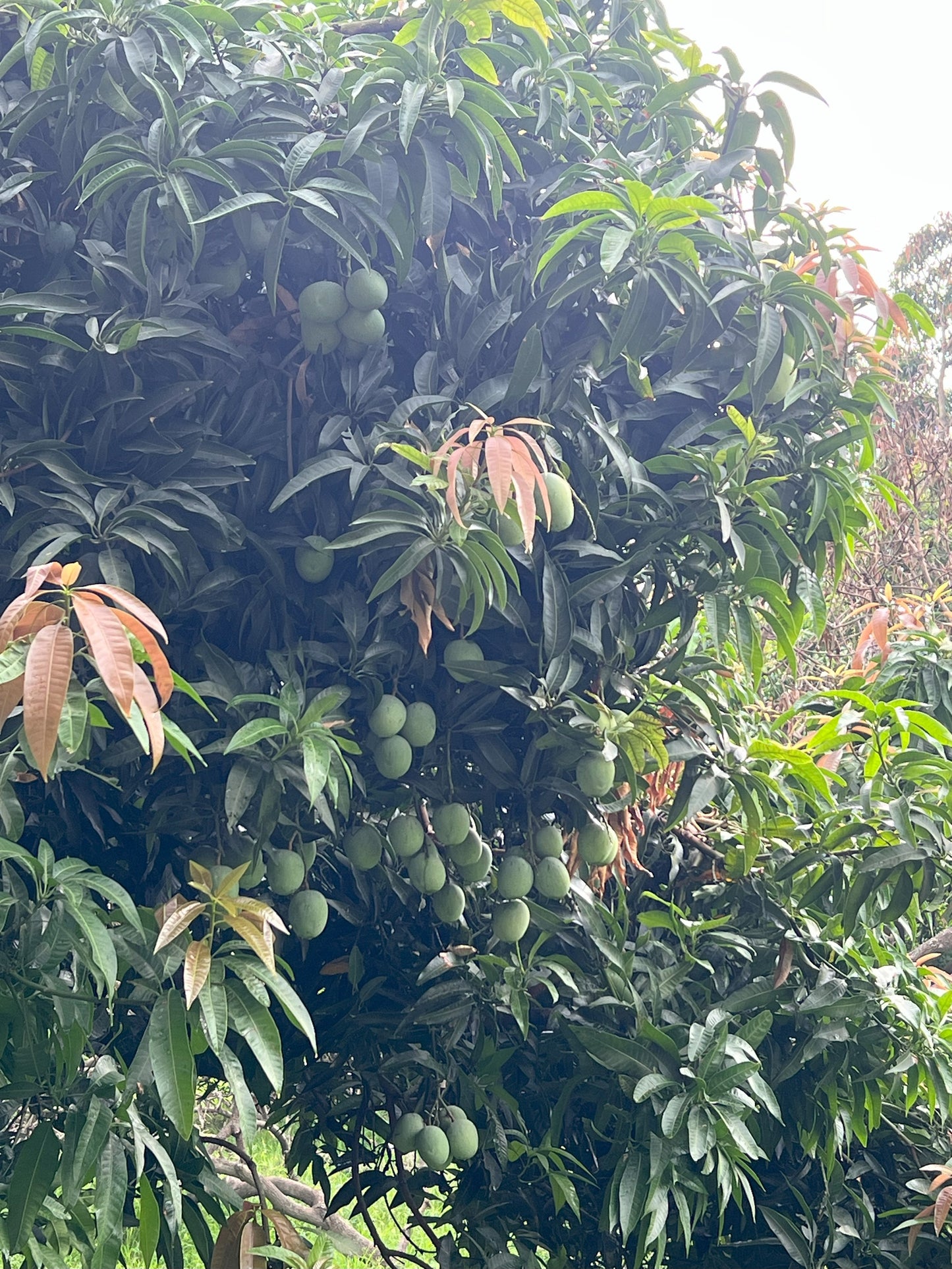 Ramkela Mango – Premium Raw Mango for Pickles & Culinary Use