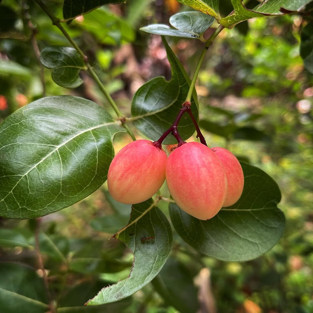 farm Fresh Karonda for cooking