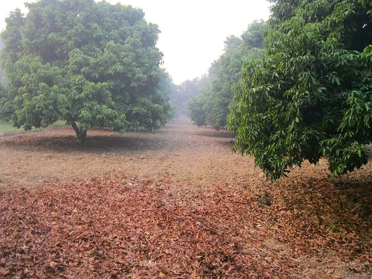 How Mangoes Are Harvested at ASD Orchards