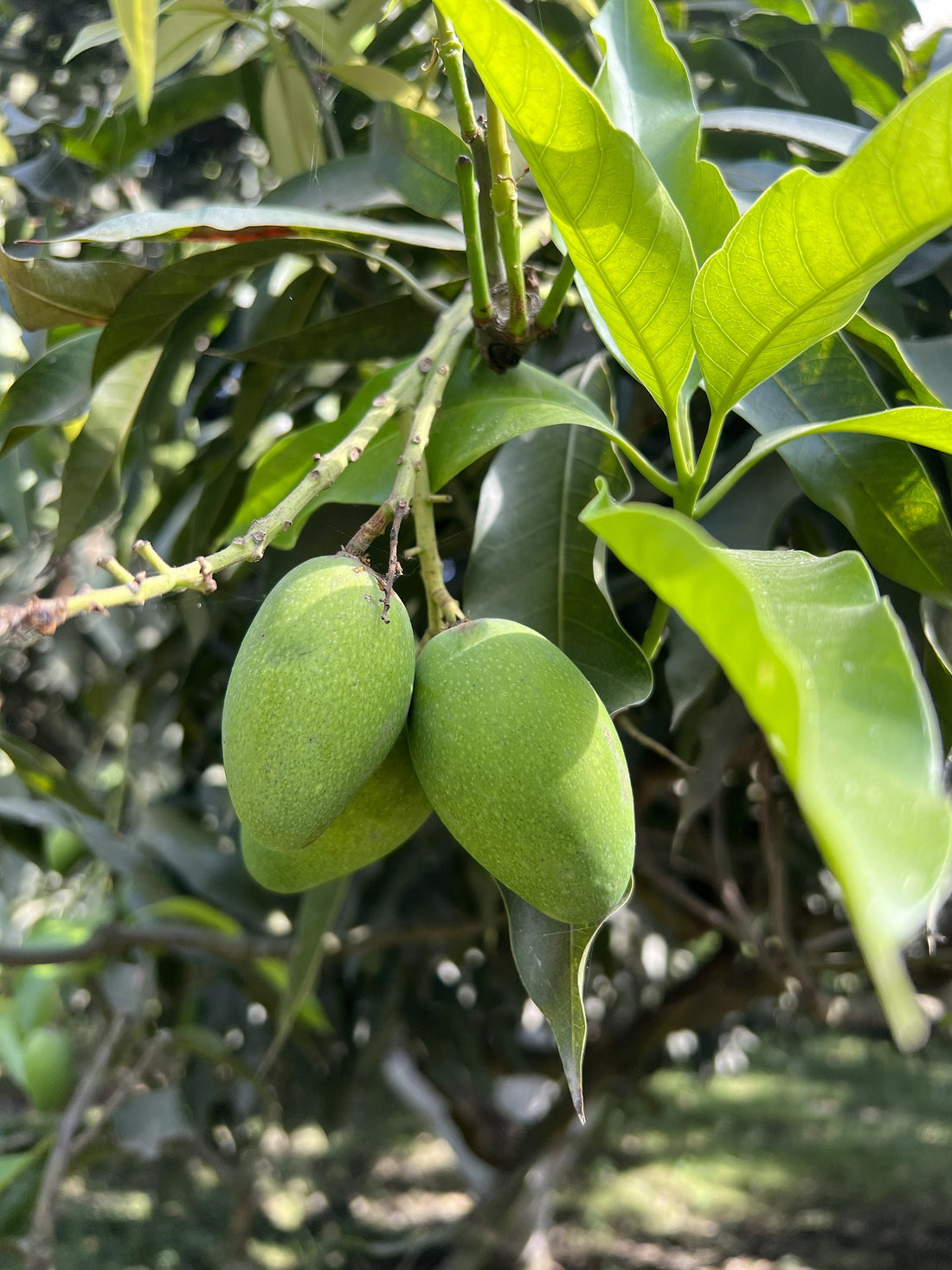 Mango Season in India