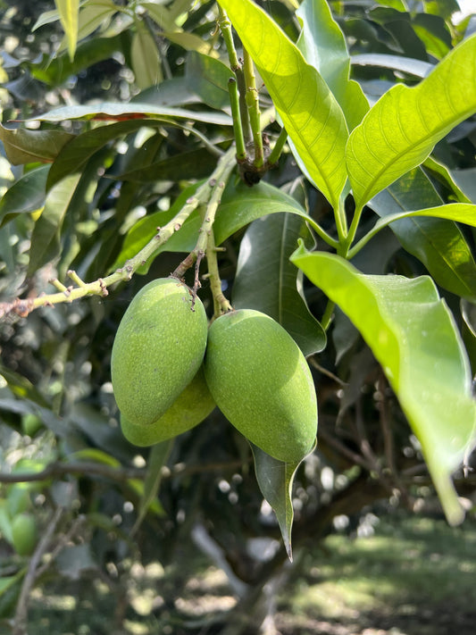 Mango Season in India