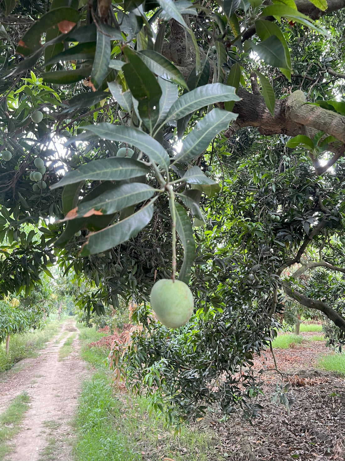Ramkela – The King of Pickling Mangoes