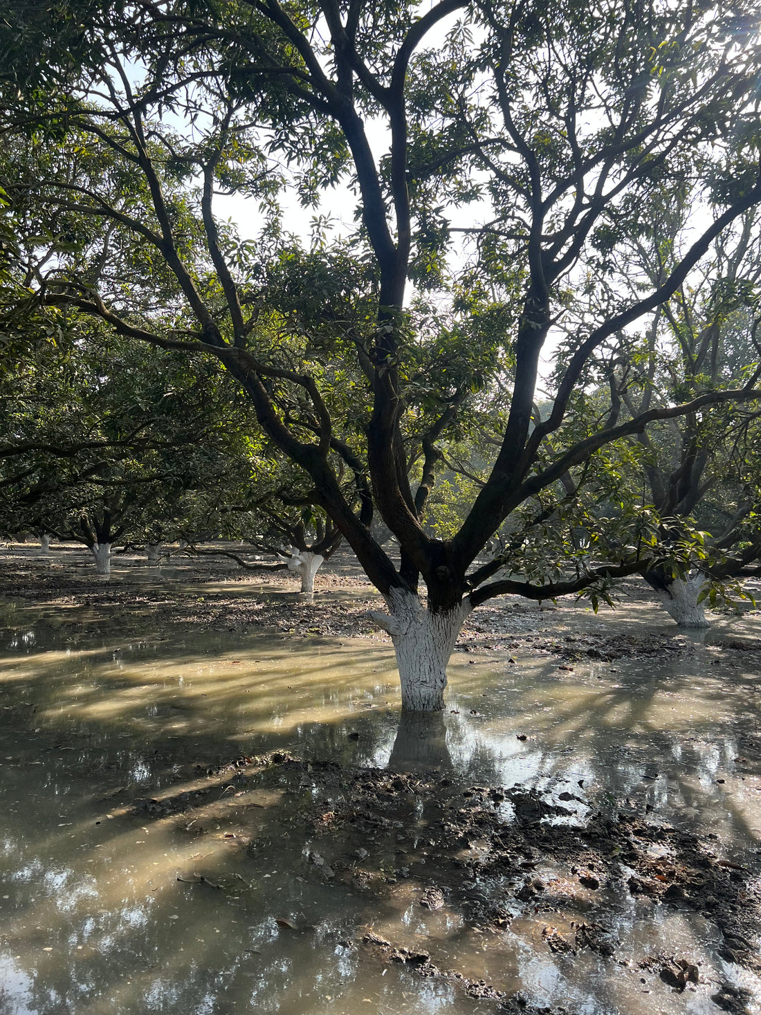 Caring for the Tree Before the Fruit – Our Traditional Lime Protection Practice
