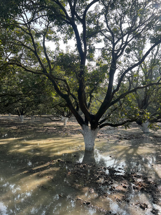 Caring for the Tree Before the Fruit – Our Traditional Lime Protection Practice