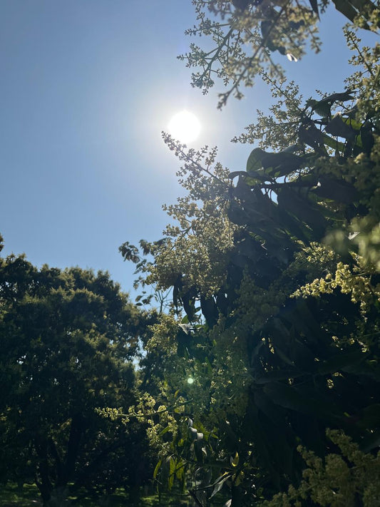 The First Sign of Mango Season: Mango Blossoms at ASD Orchards