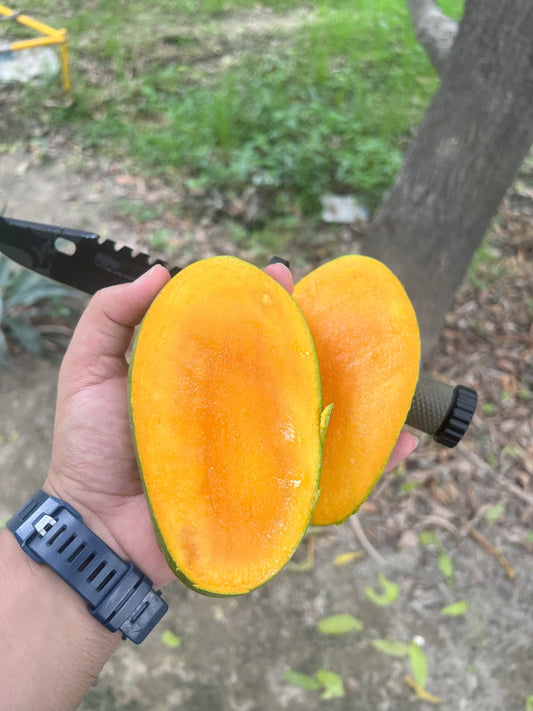 Naturally Ripened Mangoes vs Artificially Ripened Mangoes | ASD Orchards