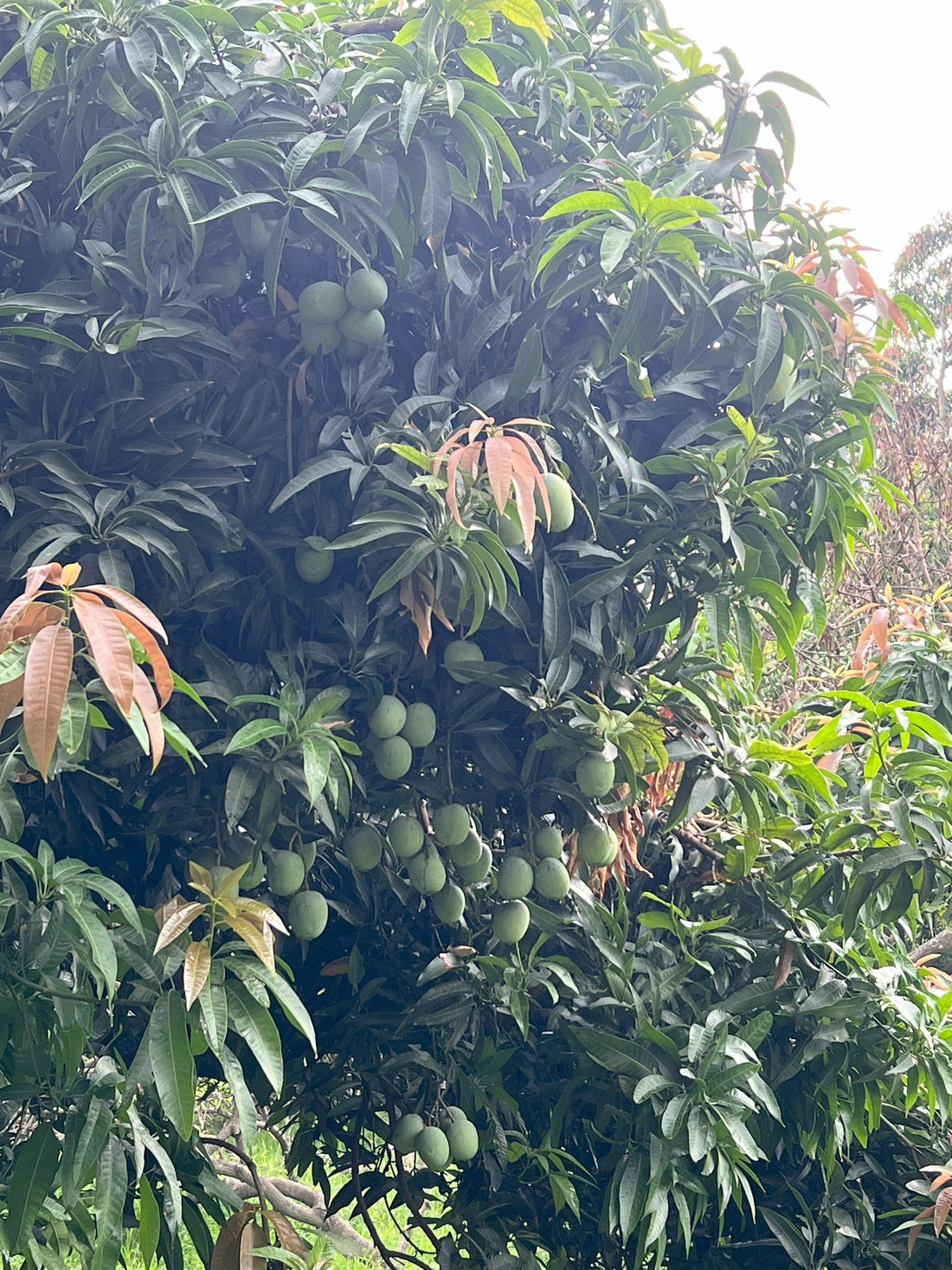 Ramkela pickle mangoes