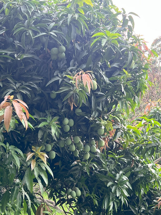 Ramkela pickle mangoes