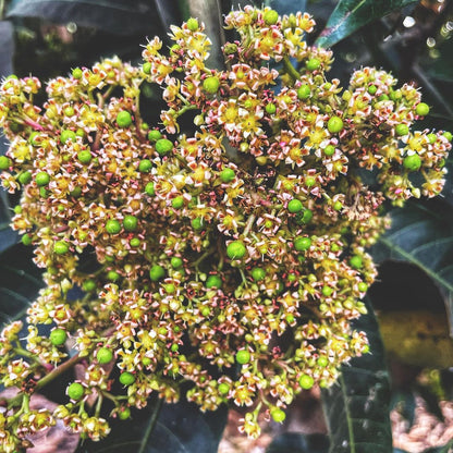 Ramkela Mango – Best Raw Mango for Pickling (Pre-Book Now) - ASD Orchards