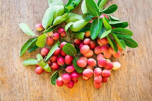 Karonda (Carissa Carandas) – Tangy, Wild & Healthy - ASD Orchards