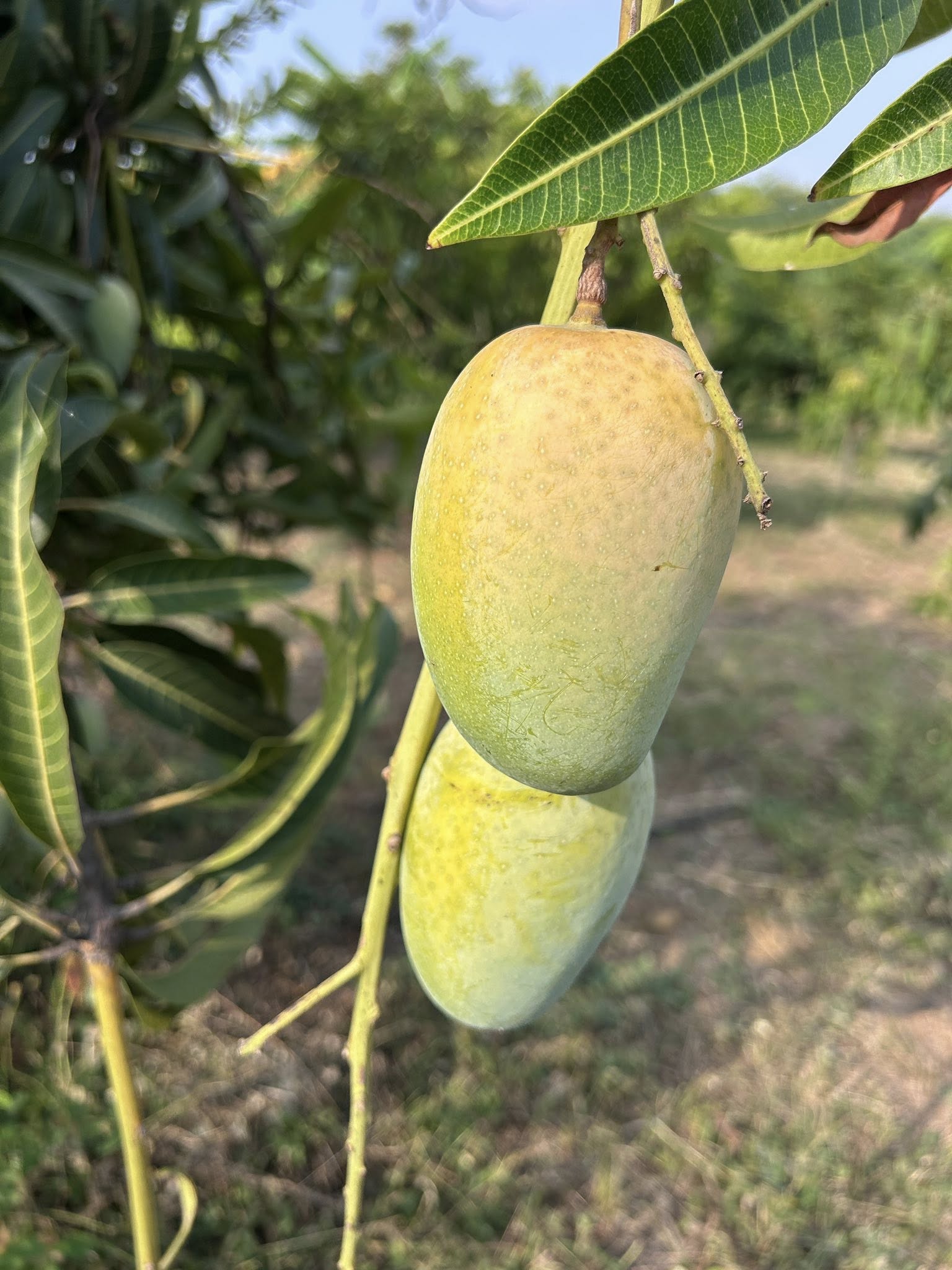 Chausa Mango fresh from Farm Order Amazon