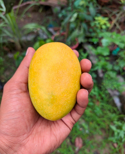 Chausa mangoes fresh and tasty from farm in Delhi Order online