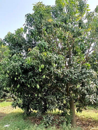 Ratol Mango from ASD Orchards near delhi