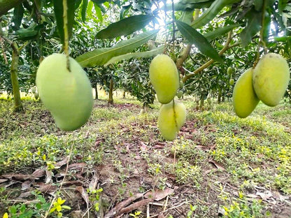 Mango in Delhi NCR order online Organic