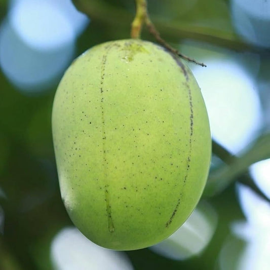 Langra Mango – Bold, Tangy-Sweet & Fibrous (Pre-Book Now) - ASD Orchards