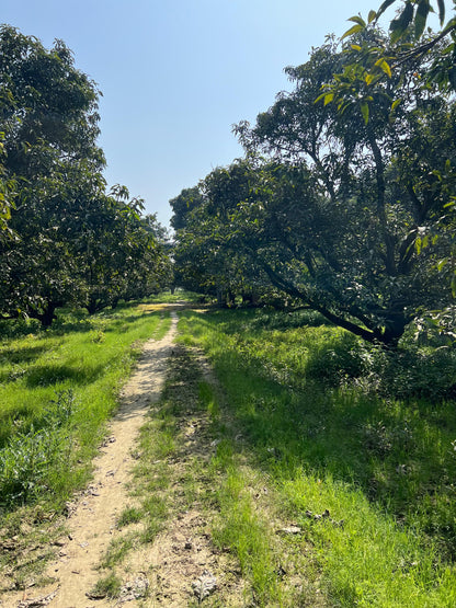 Ramkela Mango – Best Raw Mango for Pickling (Pre-Book Now) - ASD Orchards
