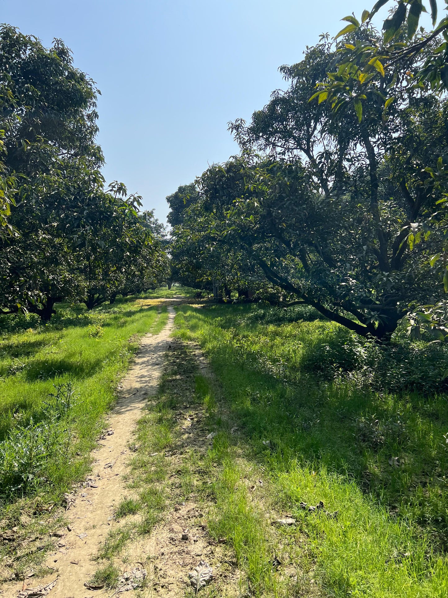 Mango Wood – Seasoned, Natural & Versatile - ASD Orchards