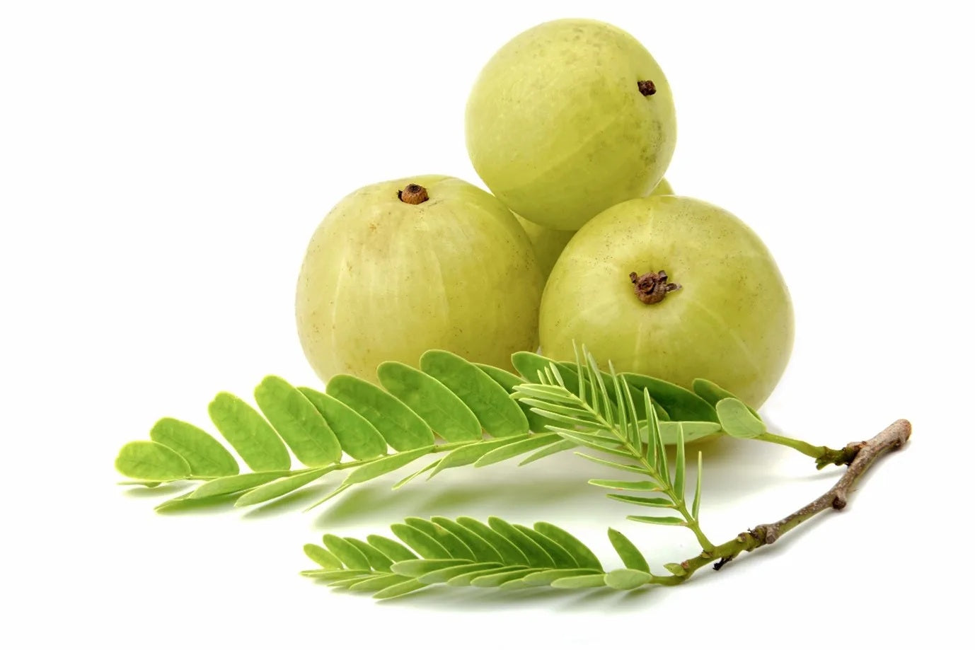 Amla (Indian Gooseberry) – Superfruit for Immunity - ASD Orchards