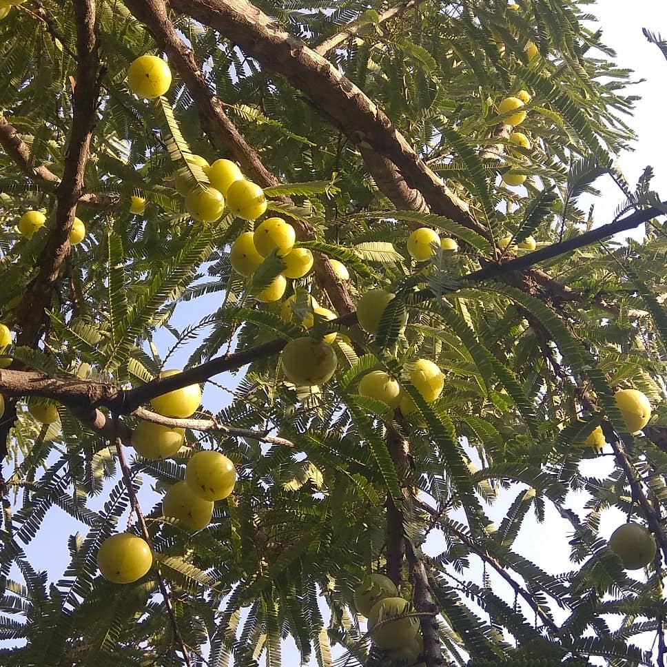 Amla farm fresh buy now