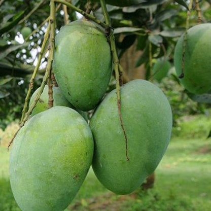Langra Mango – Naturally Ripened, Fiberless & Aromatic
