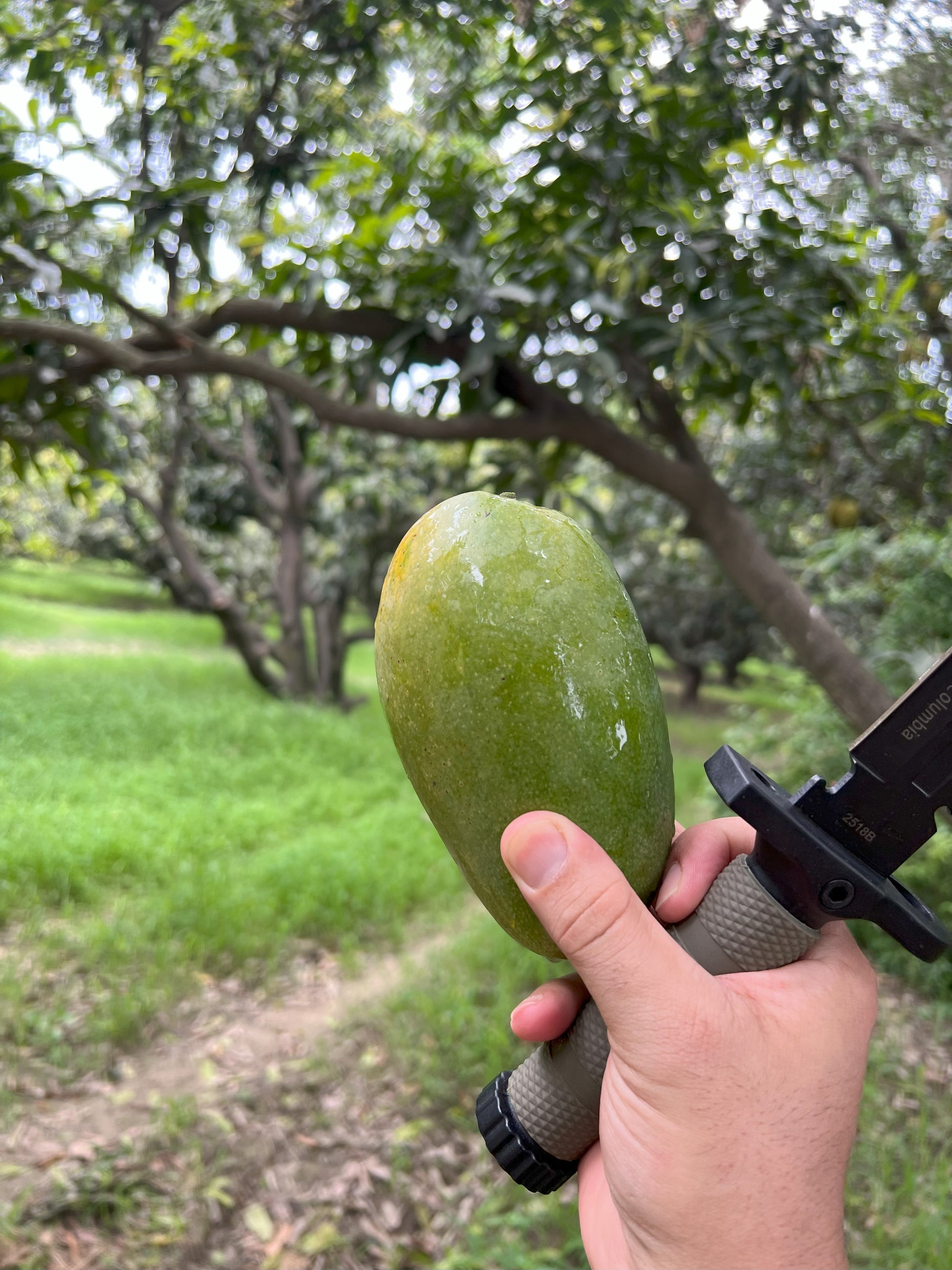 Farm fresh Mangoes Dasheri from ASD Orchards