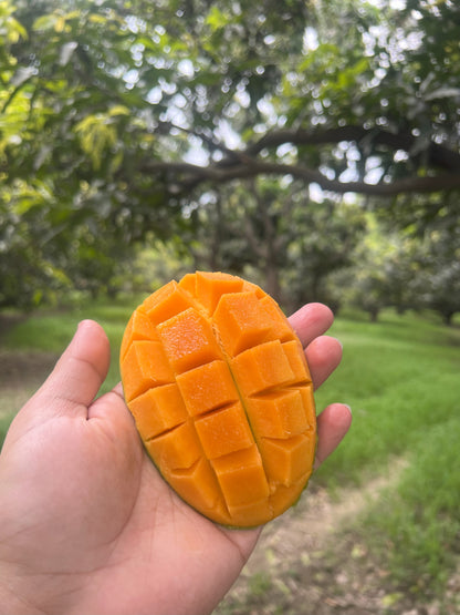Dasheri Mango farm fresh ASD Orchards in Delhi NCR