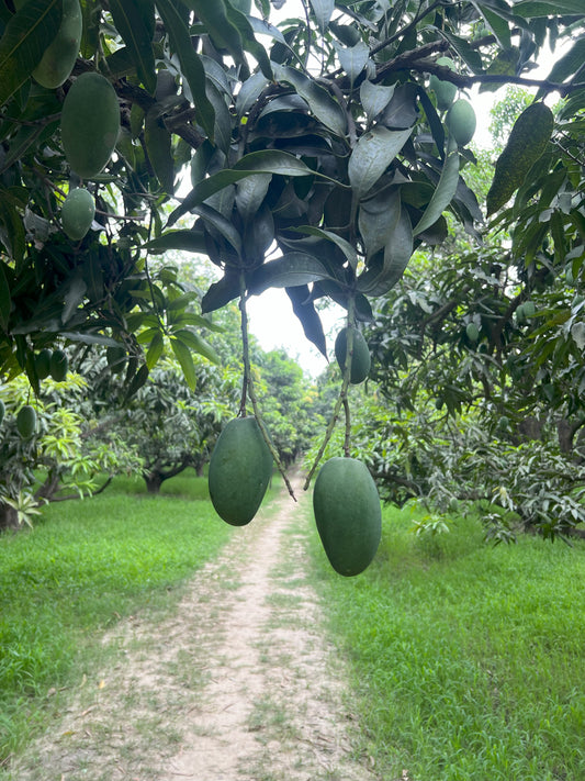 Desi Mangoes from ASD Orchards for pickles