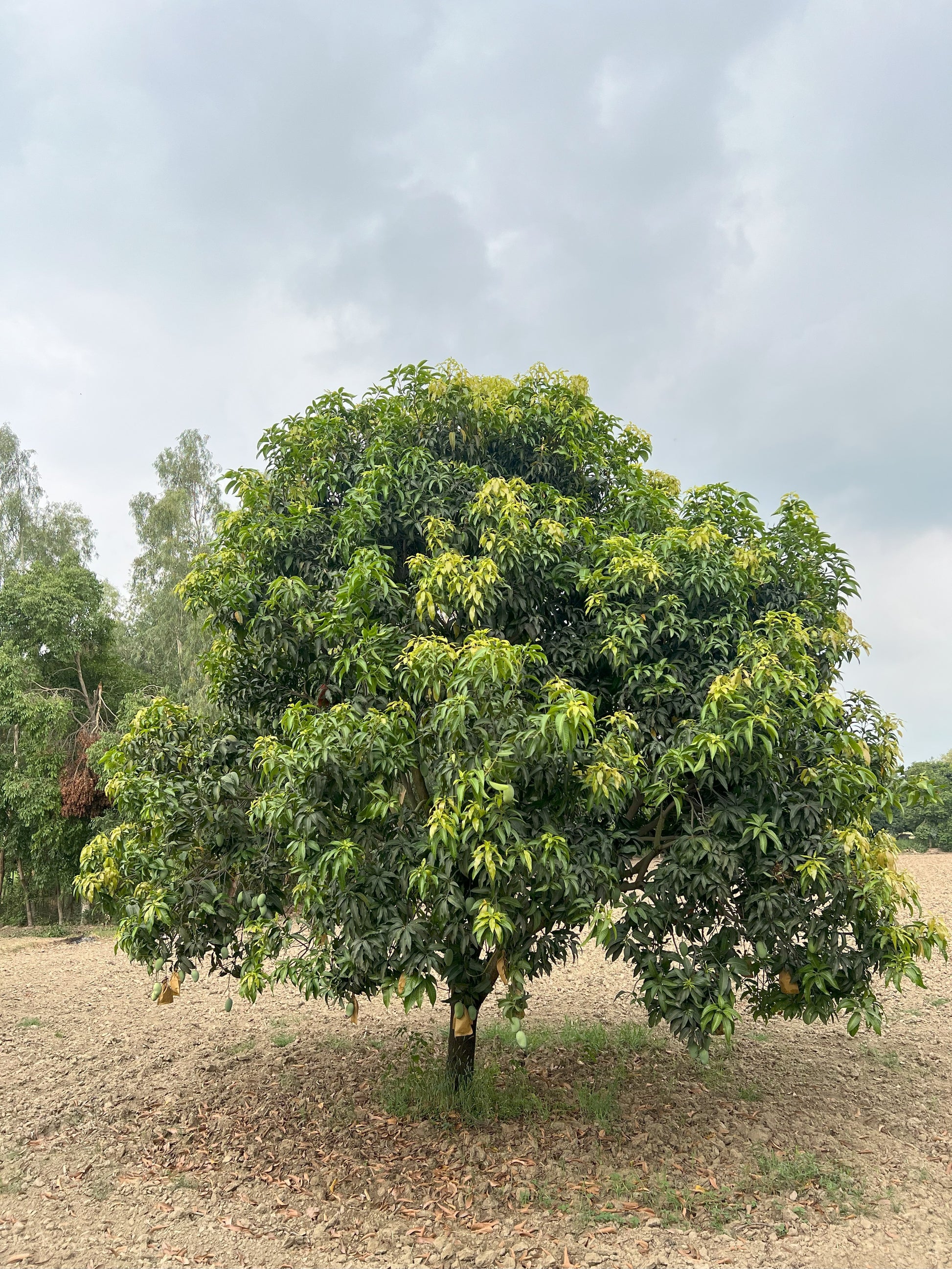 Mango farm asd orchards near Delhi