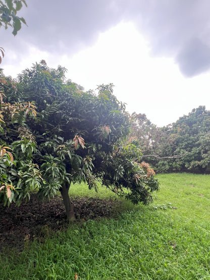 Orchard mango for pickling chutney