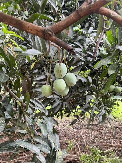 Pickle mango best quality Ramkela from ASD Orchards