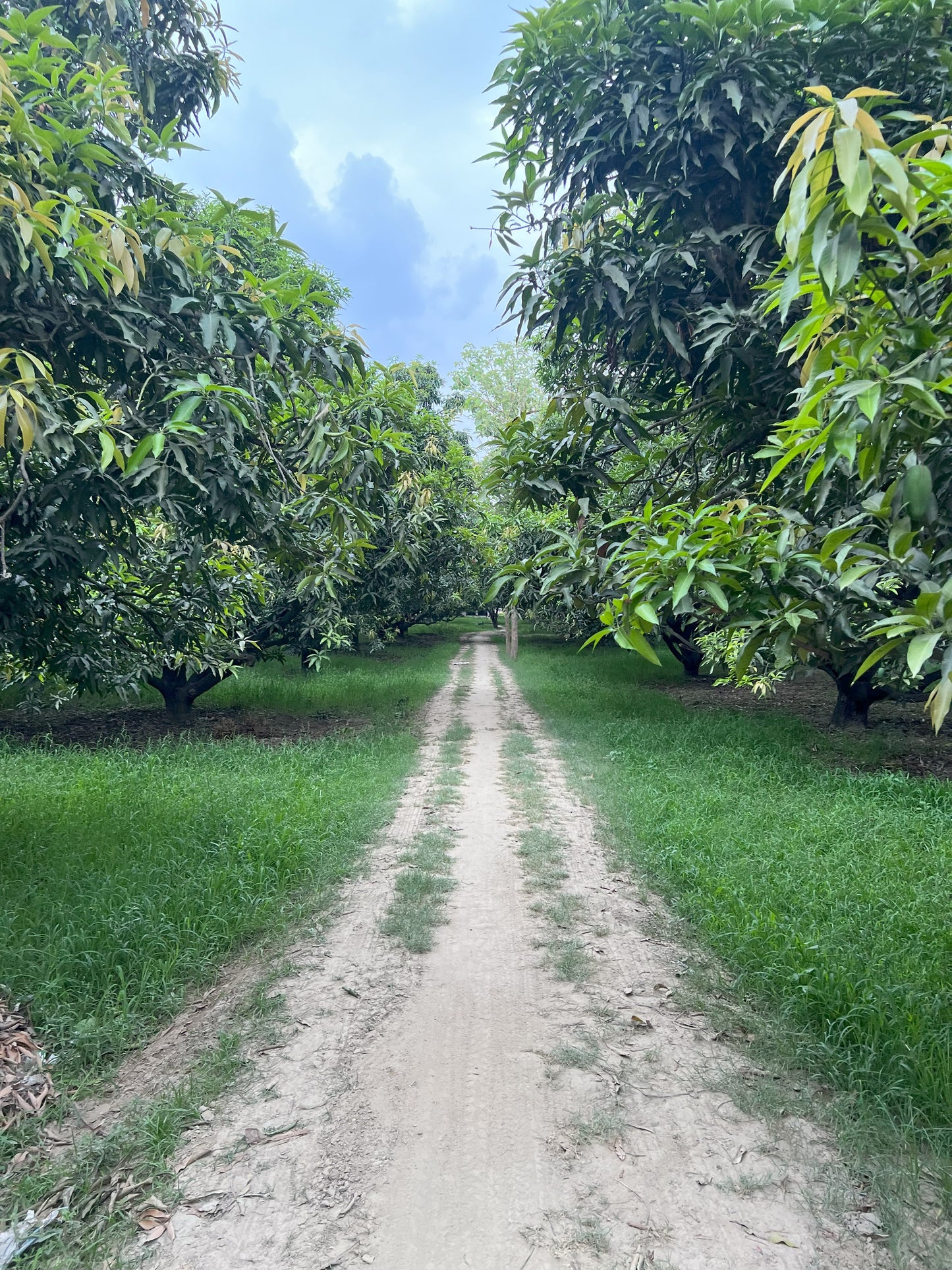 ASD Orchards farm fresh mangoes online delivery carbide free